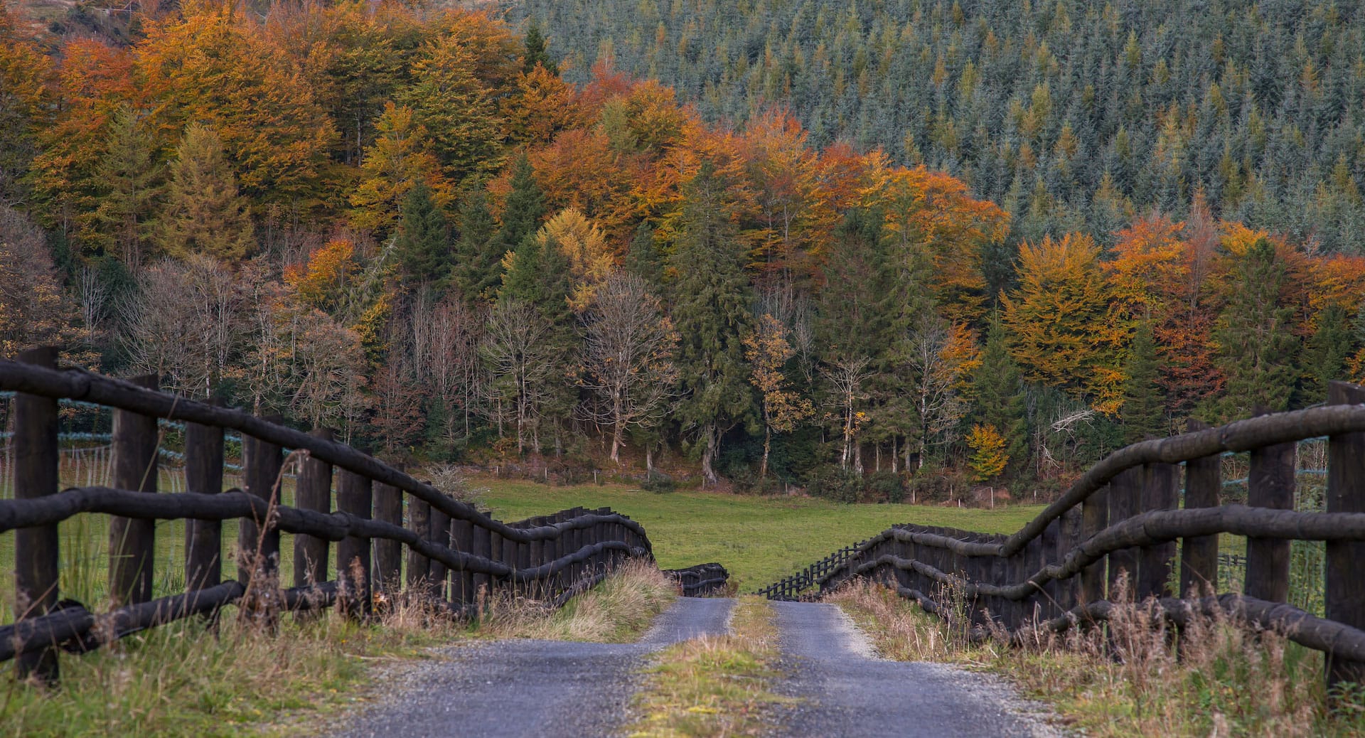 Slieve-Bloom-road-and-wood